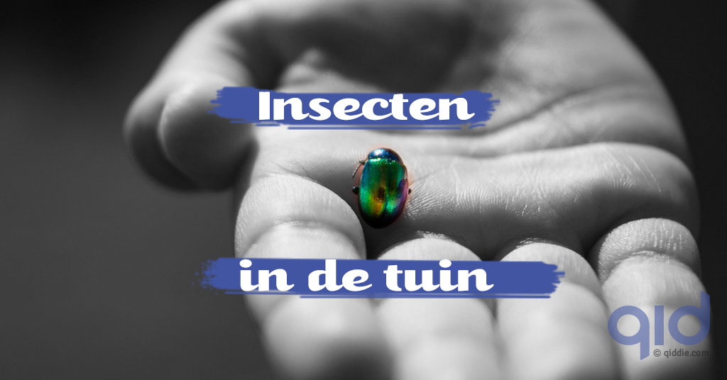 blog-natuur-insecten2