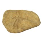 Fossiel-Libelle-Opgraaf-Kit-bone-6146566-pe-781x781