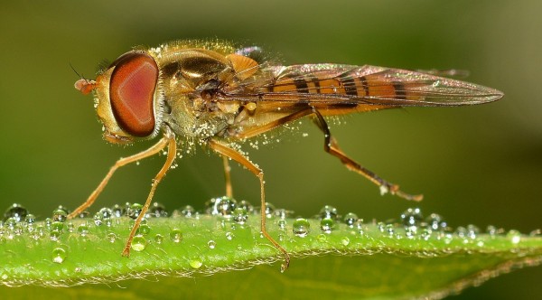 Insecten in de tuin