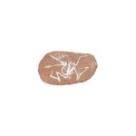 Opgraaf Kit Pterodactylus Fossiel