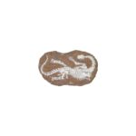 Opgraaf Kit Camarasaurus Fossiel