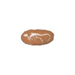 Opgraaf Kit Heterodontosaurus Fossiel