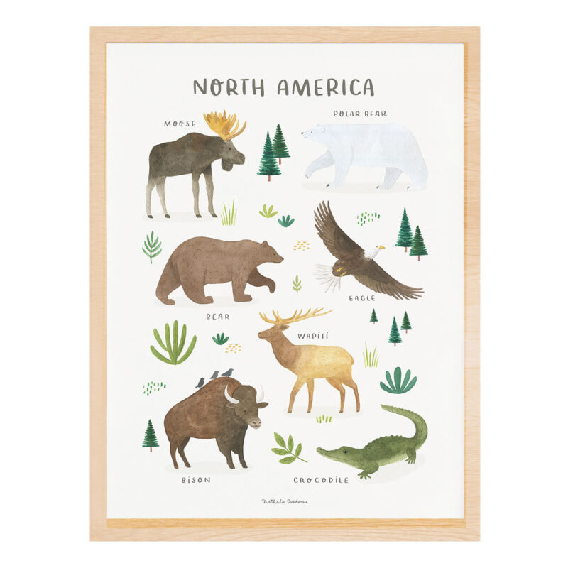 Noord Amerika Poster Living Earth Lilipinso Met Lijst Bruin Dieren Uit North America Herkennen Benoemen Aankleding Kinderkamer Deco lili-P0332C