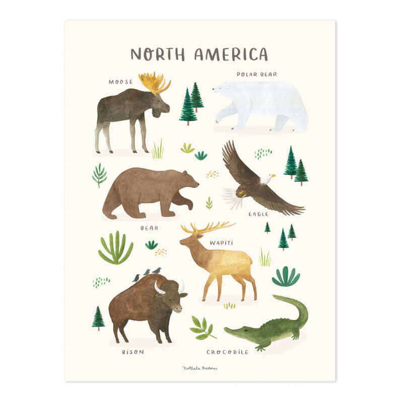 Noord Amerika Poster Living Earth Lilipinso Zonder Lijst North America Dieren Werelddeel lili-P0332